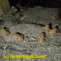 /home//u458753944/public_html/sourcegallery//Roxborough Toad Detour/2013-2019/2018/2018-03-29/P3290074.JPG